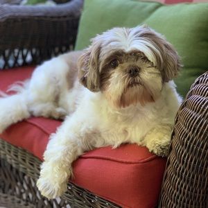 Meet your Posher, Allyssa